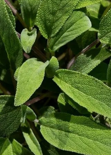 Premium Natural Whole-Body Deodorant for Men